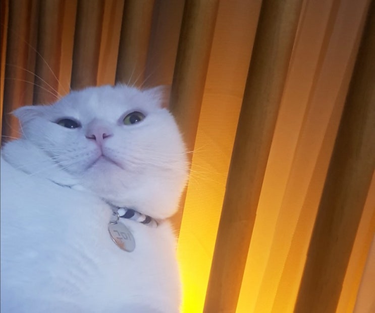  내 인생에 끼어든 스코티시 폴드 고양이 7편