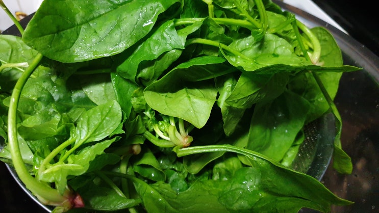  [텃밭재료요리] 다양한 영양과 진한 맛을 자랑하는   가을 시금치 드시고 힘내세요^^