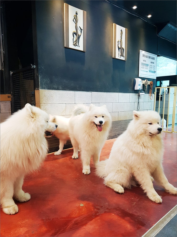 사모예드 천국! 애견카페 겨울이 머무는 집, 결한마리네
