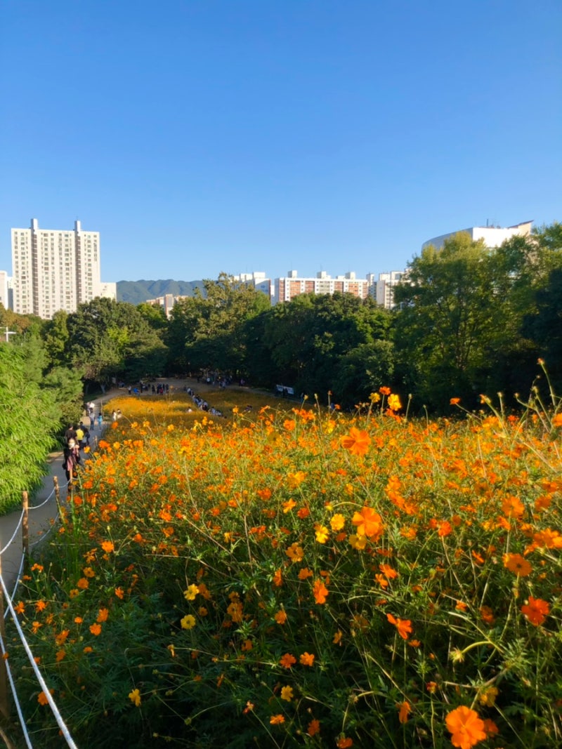 서울에서 즐기는 가을 들꽃 나들이~ 올림픽공원 들꽃마루 황화코스모스부터 핑크뮬리까지!