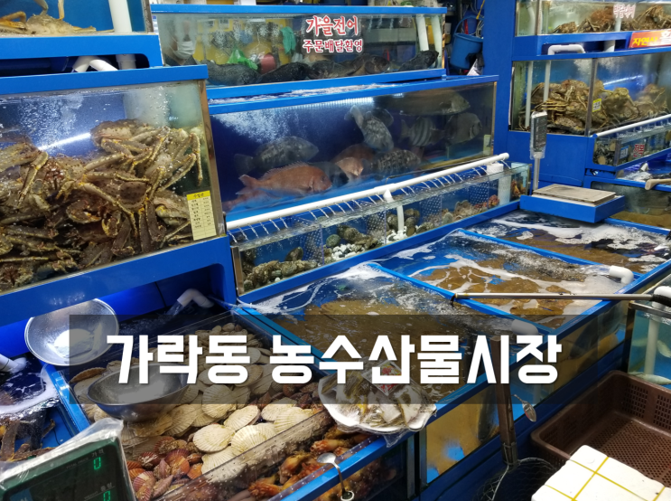 가락동 농수산물시장, 수산시장 방문, 새우구이 저녁