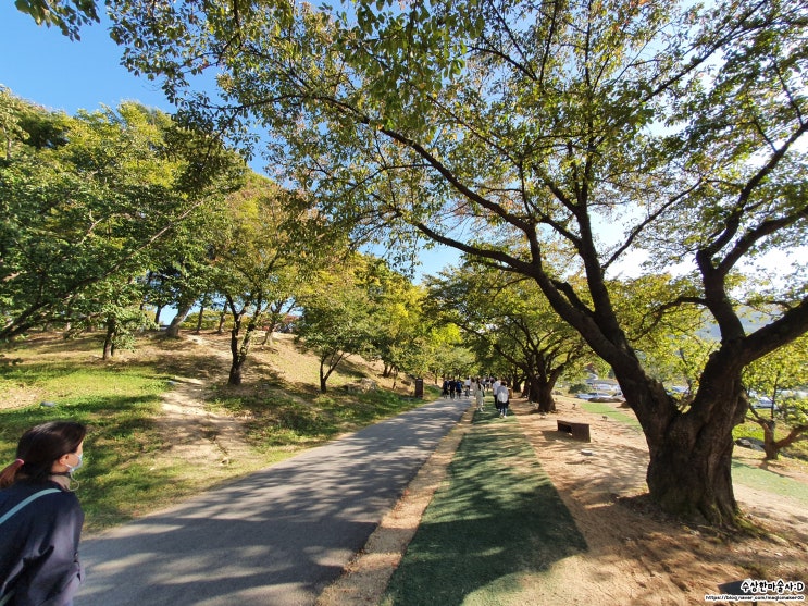 대구 경북 핑크뮬리 명소 가산 수피아 핑크뮬리 정말 너무 예쁘네요.