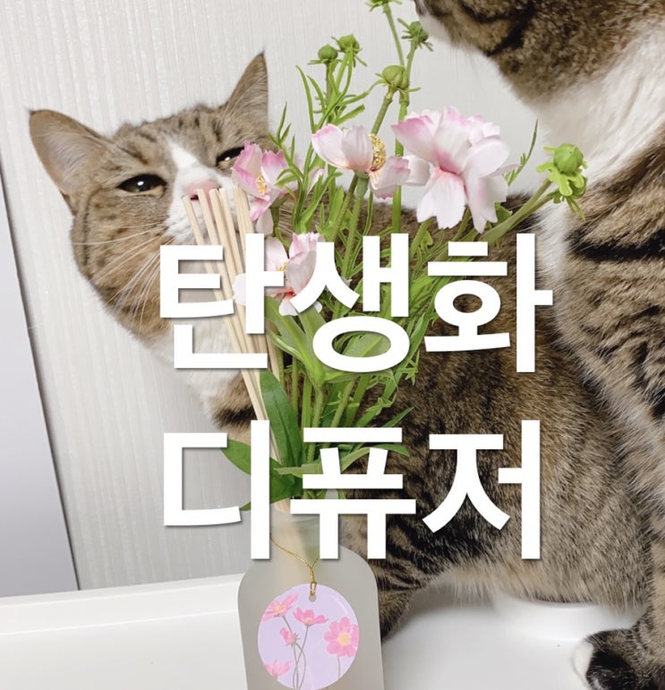  탄생월 디퓨저 특별한 선물~
