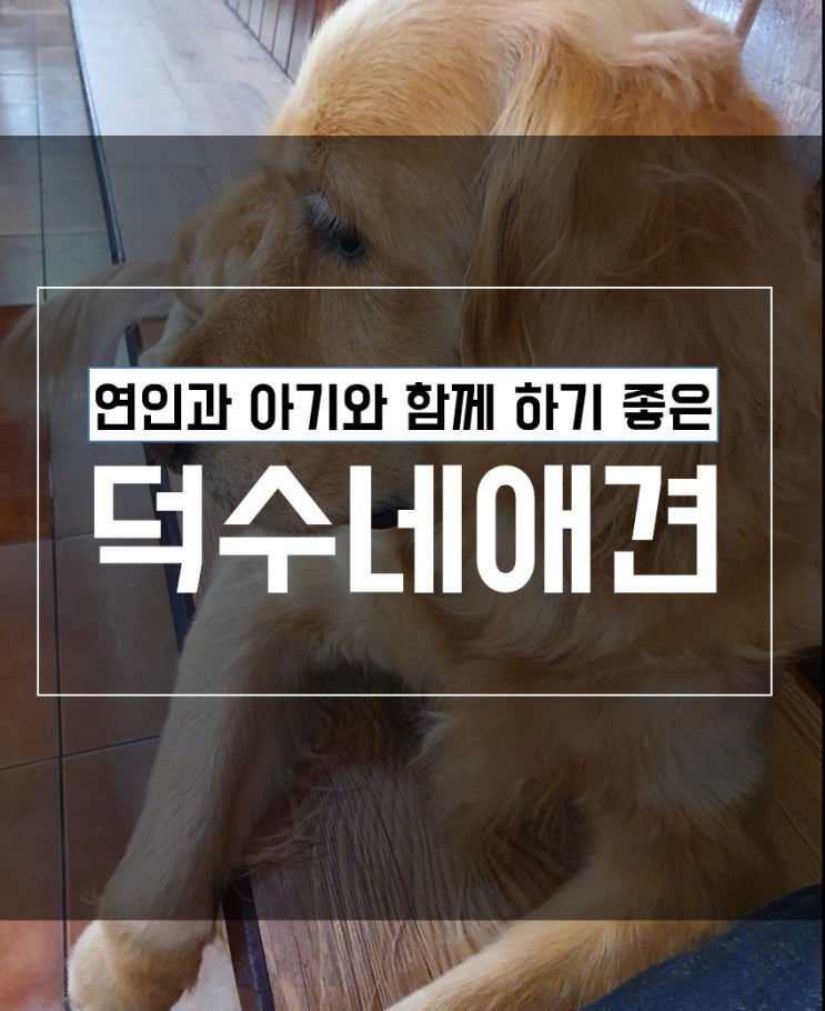 동성로 애견카페 추천) 20개월 아기랑 덕수네 애견 방문 후기