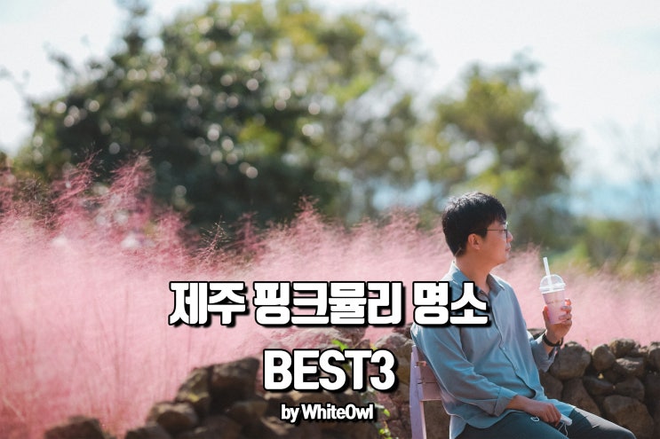  제주도 핑크뮬리 카페 명소들을 다녀왔습니다.BEST 3