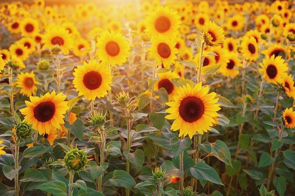  윤하 의 Sunflower _ 나는 나를 사랑해