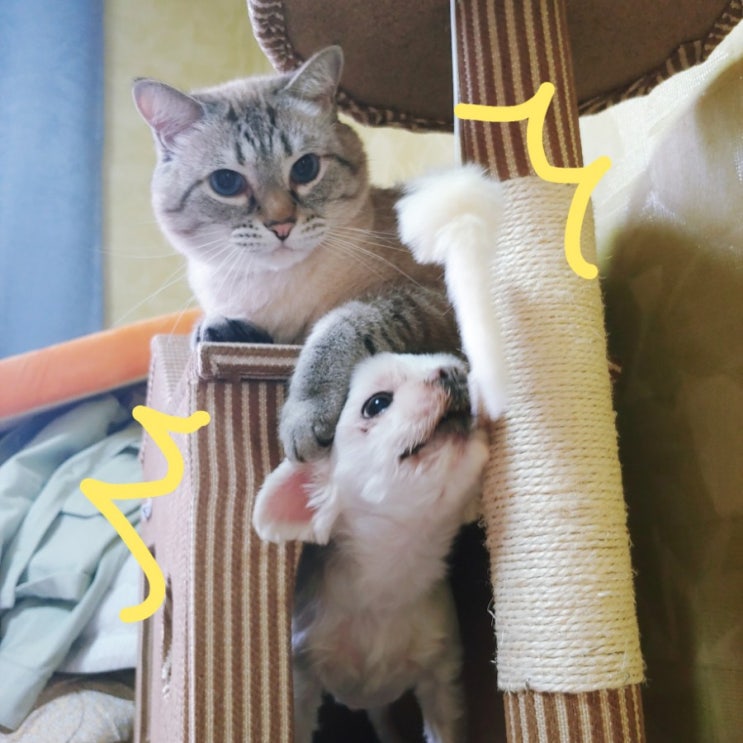  '댕댕이&냥냥이'들은 집에서 과연 뭐하고놀까(?)