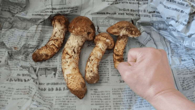  자연산 송이 맛~ 제대로 보았네요~(^0^)b