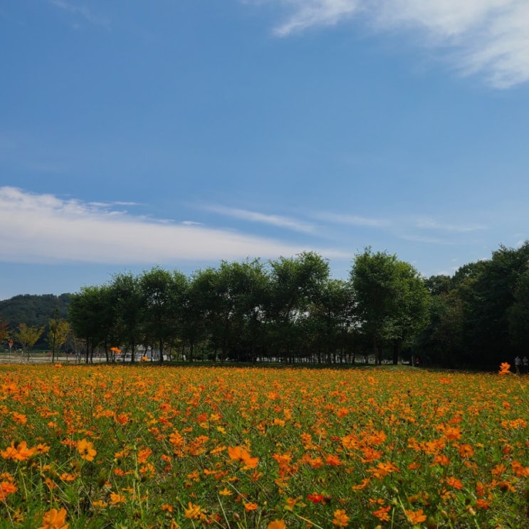 &lt;경남여행&gt; 함양 가볼만한곳 ; 상림공원, 함양코스모스, 지안재, 오도재, 지리산조망공원휴게소