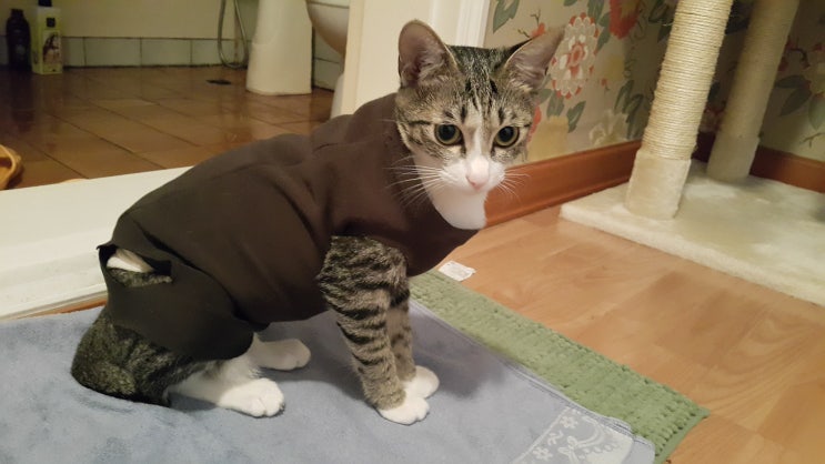  우리집에 온 얼룩 고양이#7(고양이 패션 아이템)