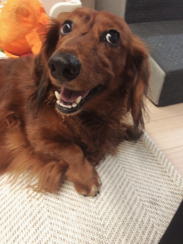  멍뭉스 4