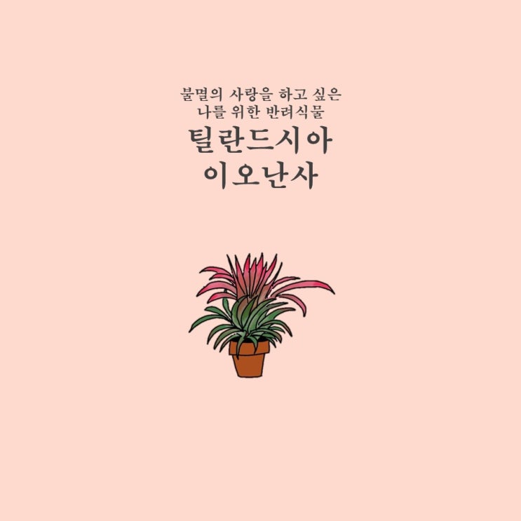  [틸란드시아] 틸란드시아 이오난사 물 주기, 키우기