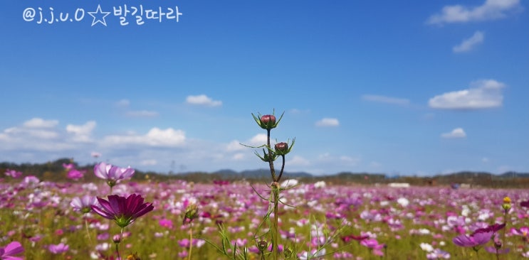 파주) 임진각(1탄) - 전망대/바람의 언덕/코스모스/공원10월19일까지 일부 제한ㅠ