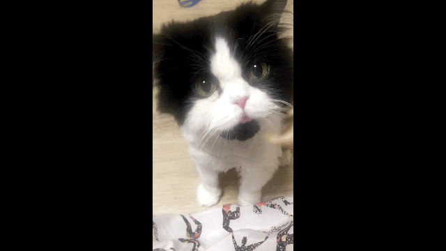  [특급간식] 고양이 간식, 단백질이 풍부한 알이꽉찬 열빙어트릿 (후추 움짤)