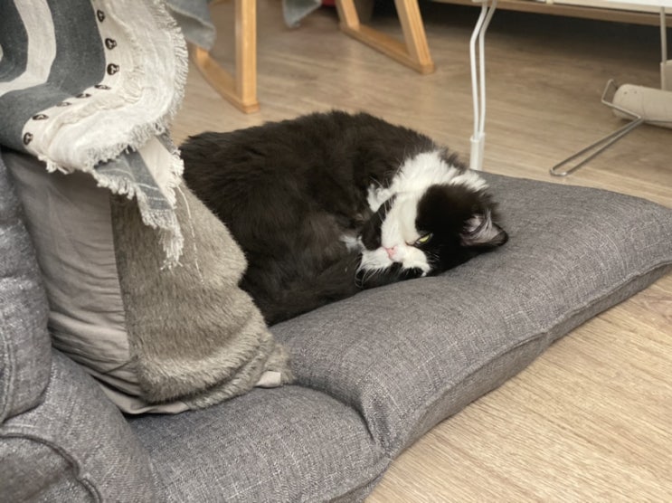  일요일 모닝후추,