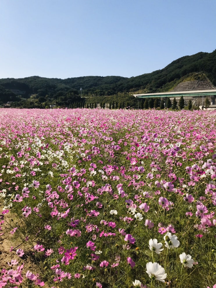  코스모스 필 무렵, 하동 가볼 만한 곳 (ft. 사천 숙소 추천)
