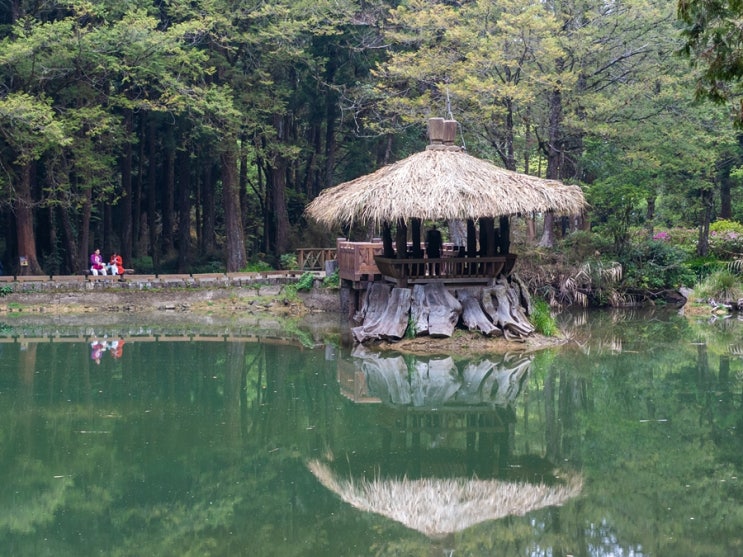 대만여행 타이완 최고 명산 아리산 당일치기 자유여행 대만여행 타이완 최고 명산 아리산 당일치기 자유여행