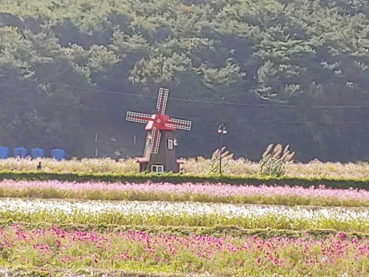  코스모스와 백일홍, 핑크뮬리, 메밀꽃으로 가득한 북천역, 가을 감성은 덤