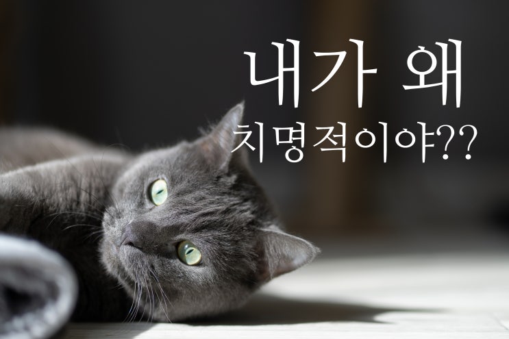  사랑스러운 반려견, 반려묘 - 내가 모르는 내 아이의 치명적인 위협??