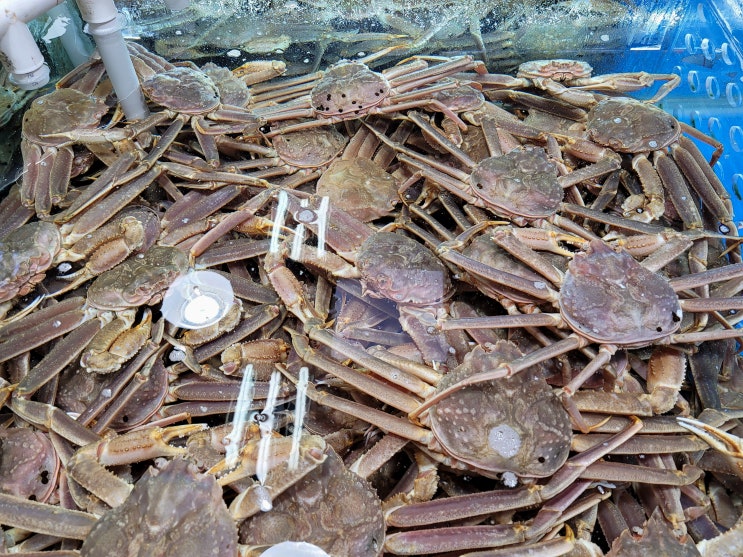 짜지않고 달고 맛있는 속초 대게맛집 속초중앙시장 지하 여수수산 대게 짜지않고 달고 맛있는 속초 대게맛집 속초중앙시장 지하 여수수산 대게