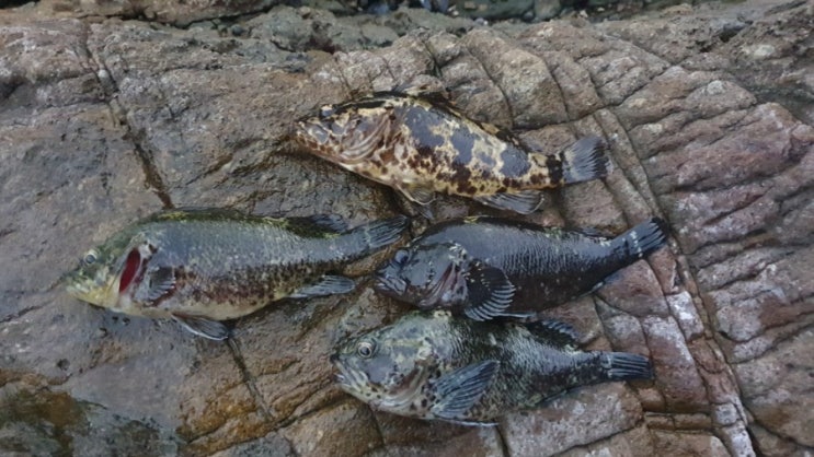  [20.10.10] 마산 구산면 락피싱, 큰놈은 발앞에..