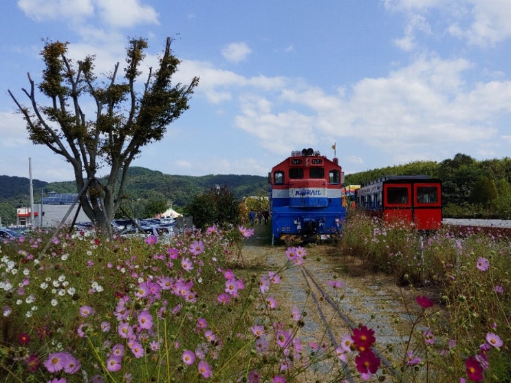  북천역 레일바이크, 코스모스꽃 가득한 추억의 기찻길, 기차 카페, 하동레일파크