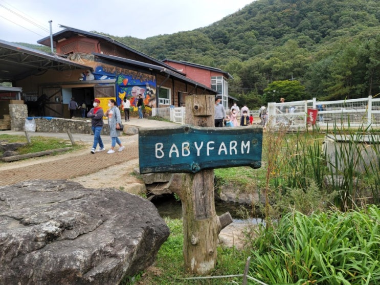  포천 서운동산, 아이와 동물 먹이주기 체험과 넓은 잔디밭 뛰어놀기