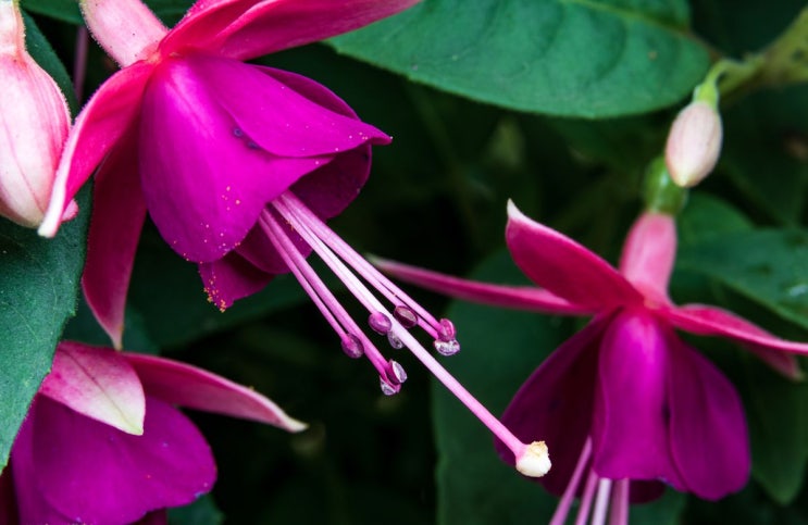 쿨톤 립 컬러 : 푸시아 핑크 색  및 꽃말에 대하여   Fuchsia Pink
