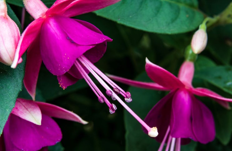 쿨톤 립 컬러 : 푸시아 핑크 색 및 꽃말에 대하여 Fuchsia Pink 쿨톤 립 컬러 : 푸시아 핑크 색 및 꽃말에 대하여 Fuchsia Pink