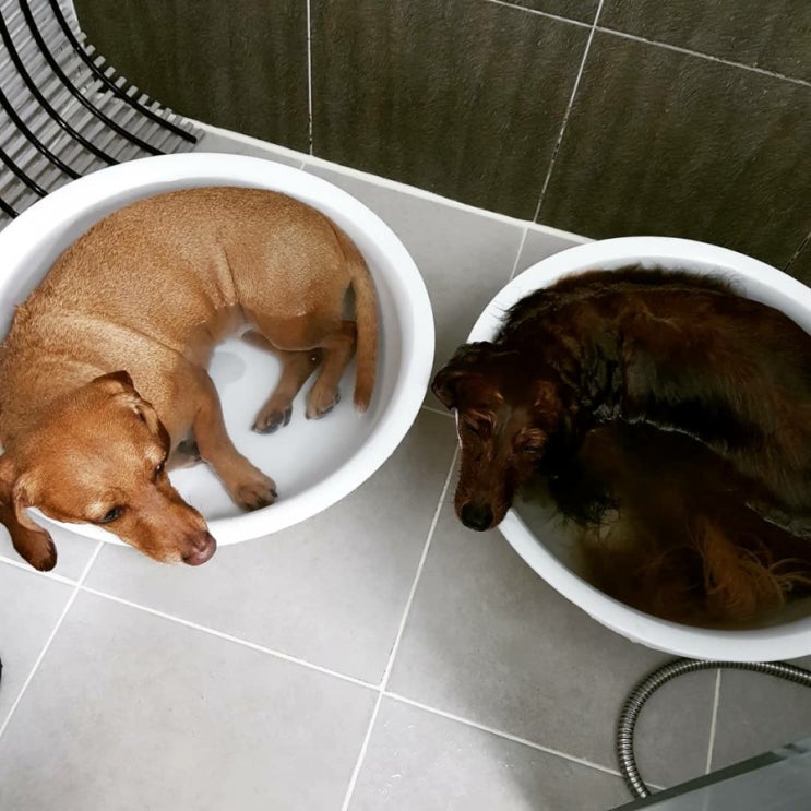  멍뭉스 5