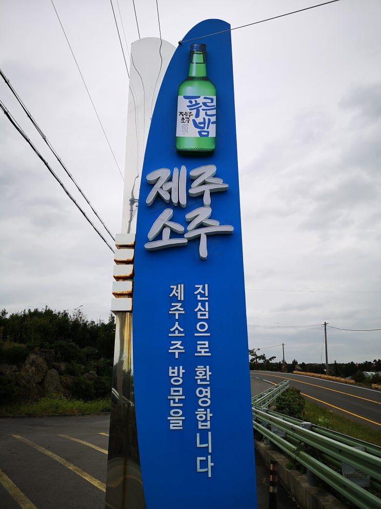  너무 늦어버린 제주의 가을 코스모스 풍경! 제주도 가을 코스모스 명소 제주소주 | 알쓸리뷰X제주여행