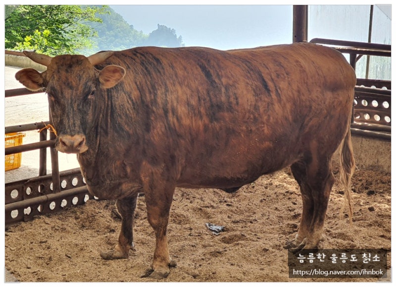 한우다이닝울릉 [울릉도 칡소와 약소] 이야기 : 네이버 블로그