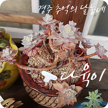  경주 추억의 달동네에서 만난 다육이들 (추파남 상회)