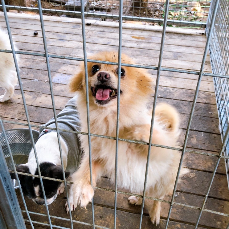 성대수술까지 하고 버려진 포메라니안 슬기. 노견만세. 가족이 되어주세요