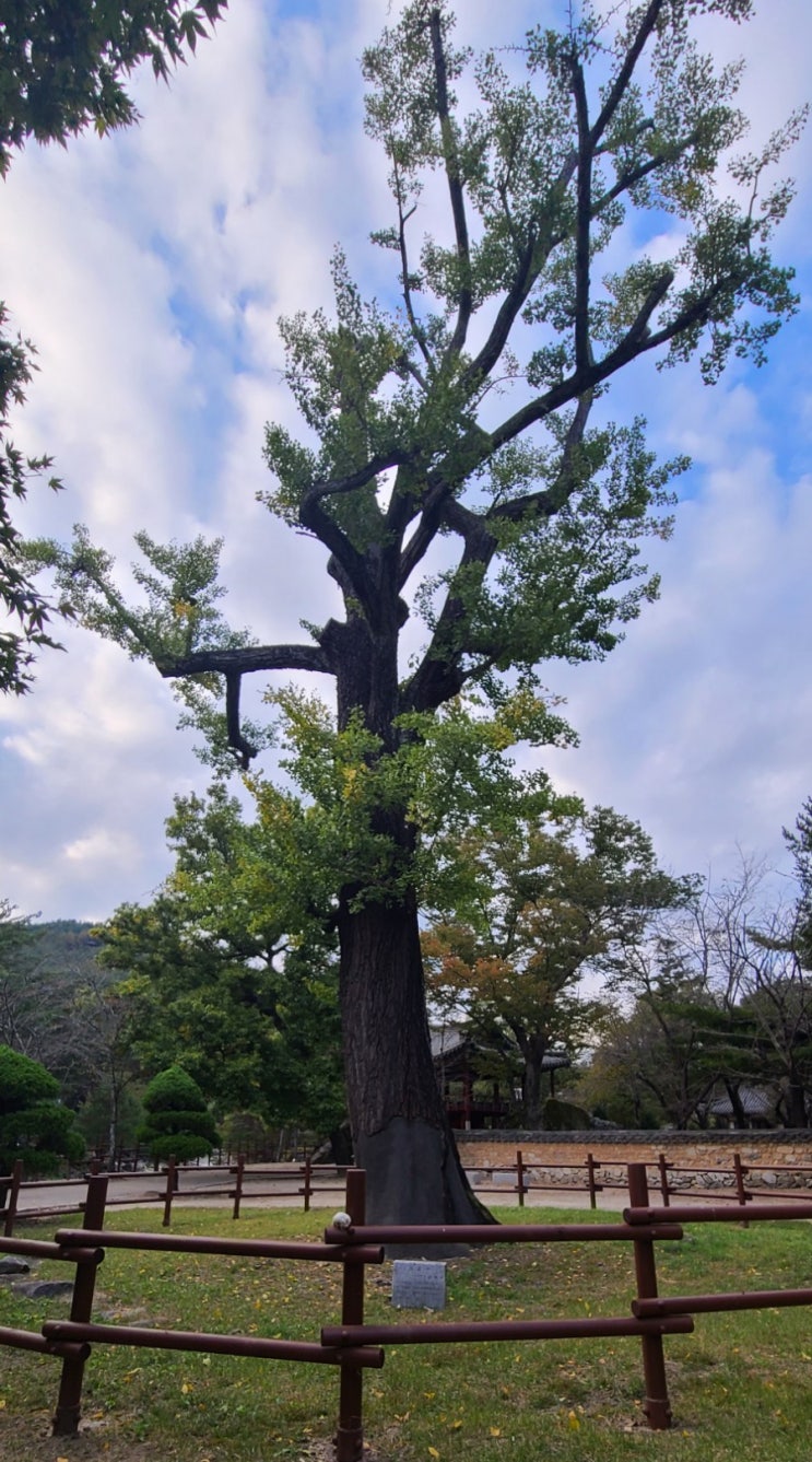  <경남여행> 경남가볼만한곳 ; 400년 산 은행나무가 자리한 거창 수승대 가을여행