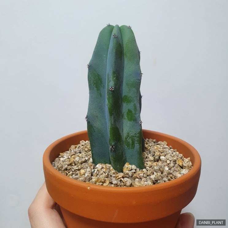  [용신목] 용신목 네쌍둥이 분갈이하고 키우기