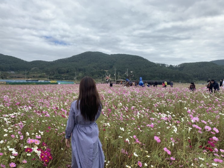  거제 코스모스 맛집 둔덕 청마기념관 (광진수산 근처)