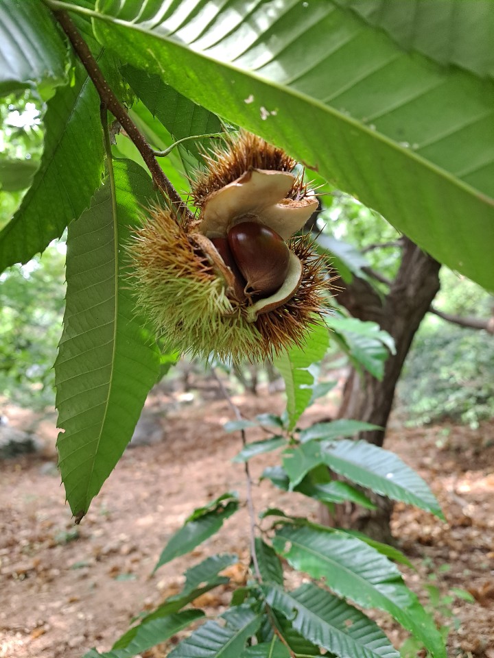  경기 용인 밤줍기 체험! 올해는 늦은감...내년을 기약!