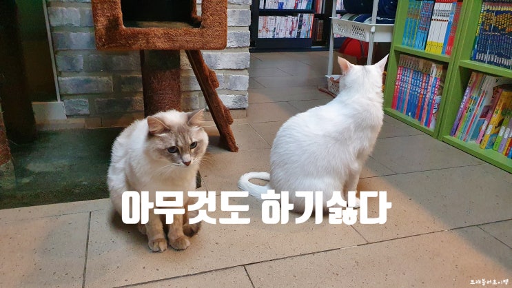  만화나 보면서 쉬고 싶은 날이네요. 원주 만화카페 망스의북다방