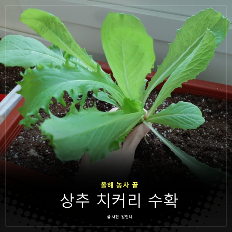  올해 마지막 상추 치커리 수확