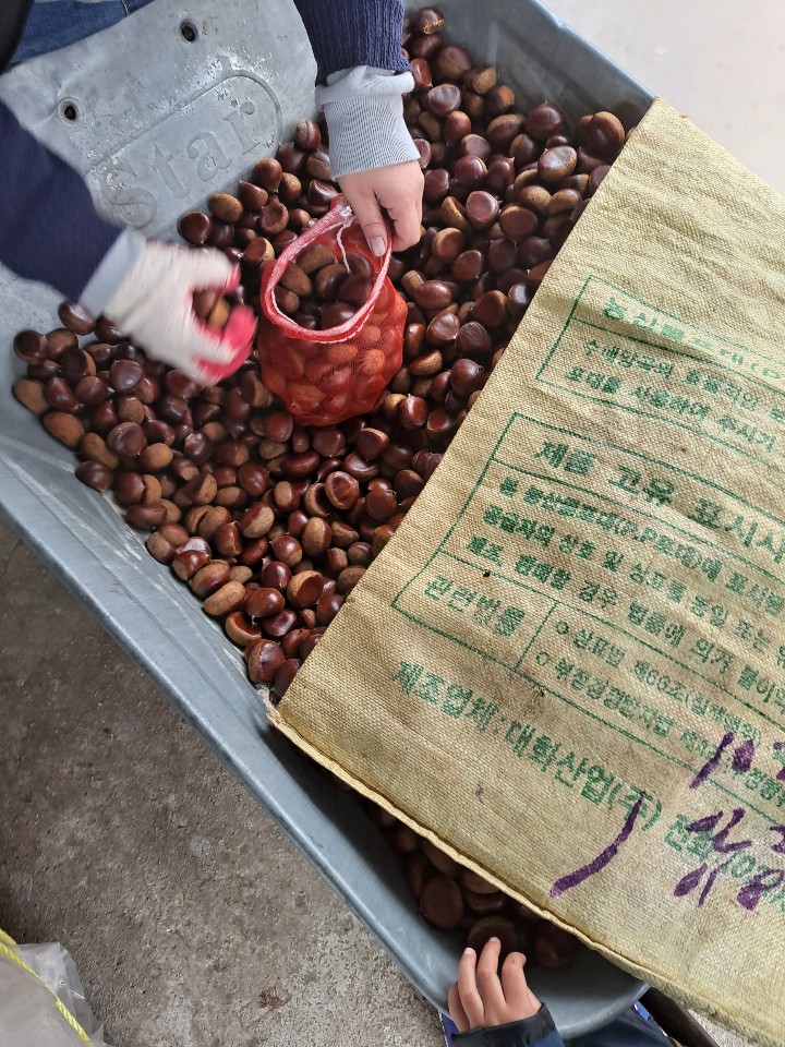  경기도 밤줍기 체험 2 - 양파망 꽉꽉!