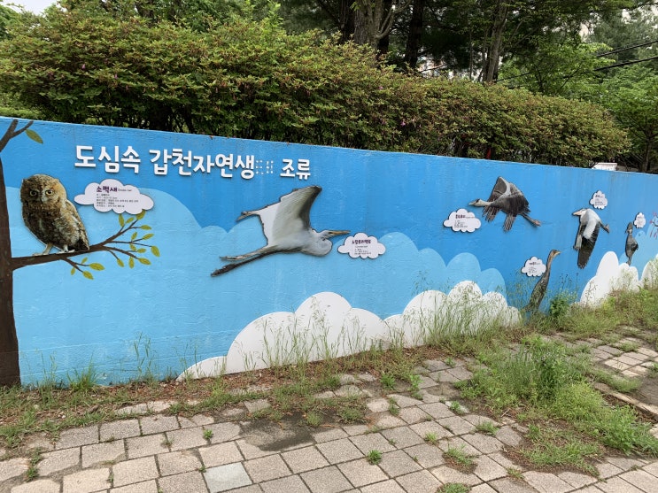 대전 갑천과 정림수변생태공원 산책하기