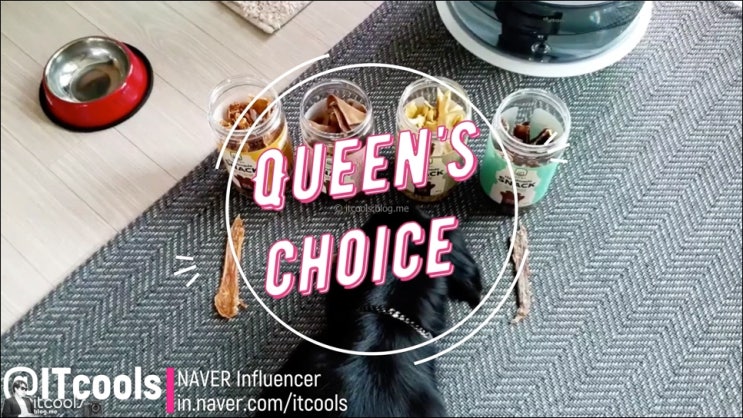  강아지 수제간식 4종 장모 닥스훈트 퀸의 선택은?