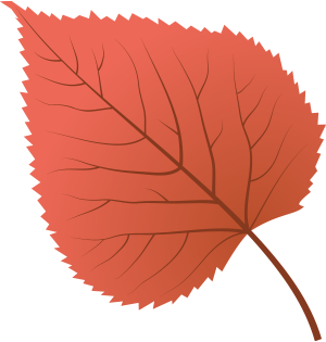가을 단풍 낙엽이미지 Png파일 : 네이버 블로그