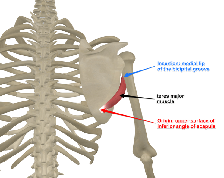  [기초 다지기/ 인체 해부학] No.3 대원근, 큰원근, Teres major 두부 트레이너의 담백한 운동이야기