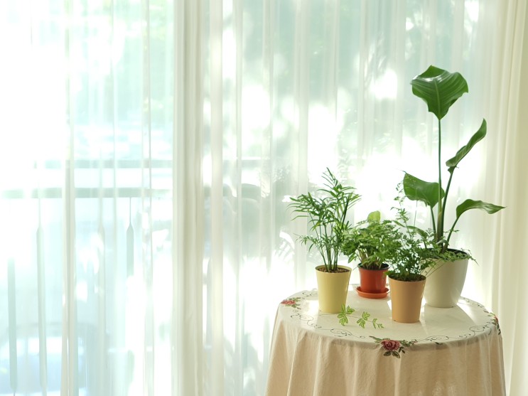 (오늘부터 식물을 키웁니다 ) 에세이 책. 분재식물, 공기정화식물 키우기