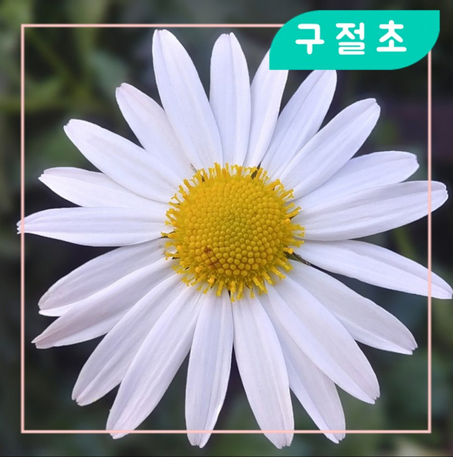  들국화? 아니에요 구절초 입니다.