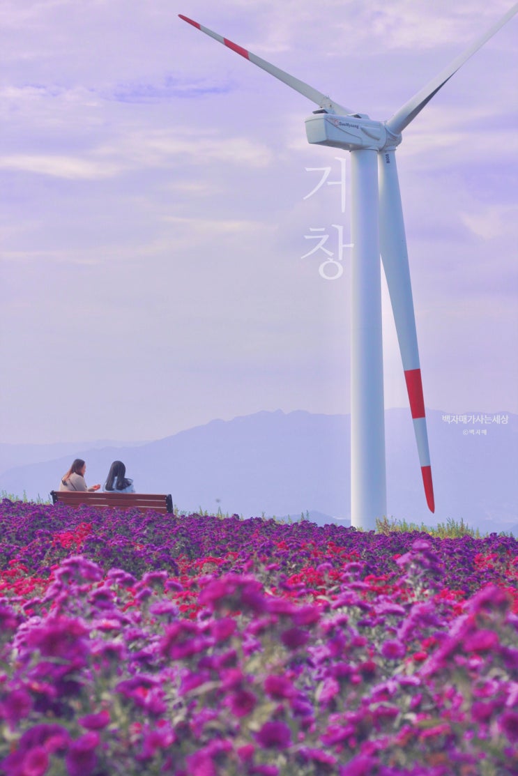 거창 감악산 아스타국화 동산 풍력발전소 가을 나들이