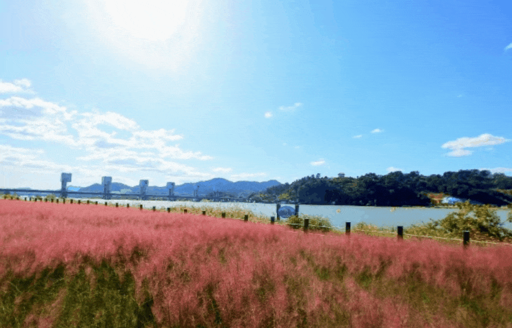  칠곡 가볼만한곳, 칠곡보 핑크뮬리