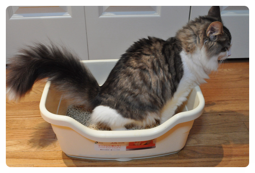 고양이 화장실 위치 선정하는 방법과 피해야 할 장소 (+중요!)